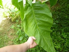 Little yellow tobacco for sale  Fayetteville