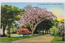 jacaranda tree for sale jacaranda tree for sale Wilmington