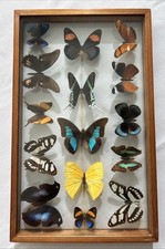 butterfly shadow box for sale butterfly shadow box for sale Saint Petersburg