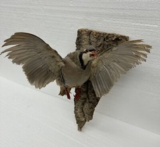 Vtg real partridge for sale  Dixon