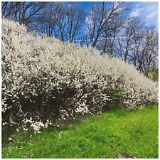 Blackthorn hedging plants for sale  NEWTOWNARDS