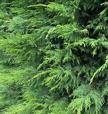 Green leylandii cupressocypari for sale  KING'S LYNN