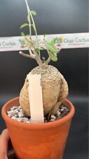 Fokea edulis pot usato  Monterosso Almo