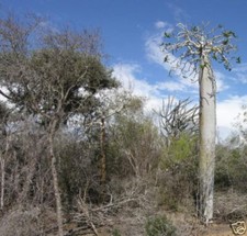Pachypodium mikea seeds usato  Napoli