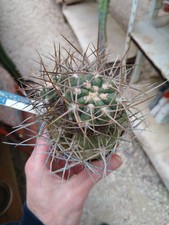 Gymnocalycium hossei. pot usato  Civitanova Marche