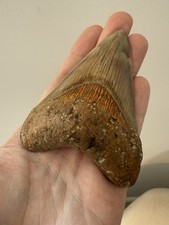 Mega megalodon shark for sale  BO'NESS