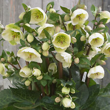 Helleborus frostkiss moondance for sale  UK