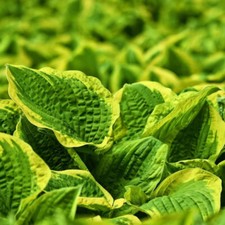 Hosta aureomarginata bleue d'occasion  France