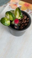 Hoya compacta mauna gebraucht kaufen  Mandern, Schillingen, Waldweiler