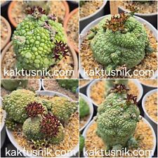 Pseudolithos migiurtinus 10see for sale  Shipping to United Kingdom