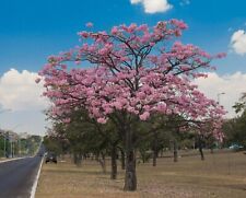 Pink trumpet tree for sale  Saint Augustine
