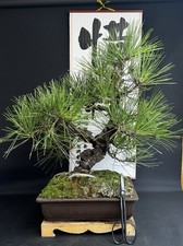 Cork bark pinus for sale  TWICKENHAM
