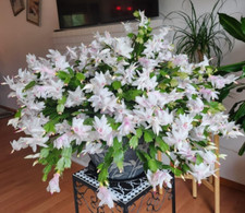 White christmas cactus for sale  Hudson