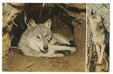 Timber wolf mother for sale  Willow Street
