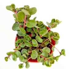 Hardy sedum rooted for sale  LINCOLN