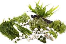 Live aquarium plants for sale  MARKET RASEN