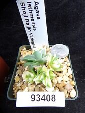 Agave isthmensis shoji for sale  Lakeport