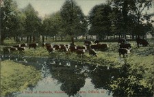Oxford herd herefords for sale  Harvard