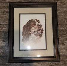 English springer spaniel for sale  Palm Harbor