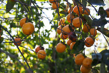 Kakipflaume diospyros kaki gebraucht kaufen  Tauberbischofsheim