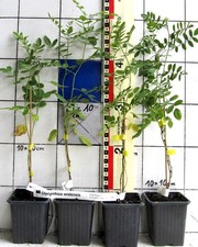 Glycyrrhiza uralensis chinesis gebraucht kaufen Glycyrrhiza uralensis chinesis gebraucht kaufen  Bad Bergzabern