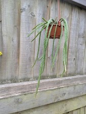 Rarely offered aporocactus for sale  CHIPPENHAM
