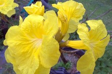 Golden trumpet tropical for sale  Bowling Green