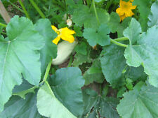 Graines courgettes romanesco d'occasion  La Ferté-Gaucher