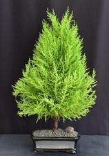 Lemon cypress live for sale  Patchogue