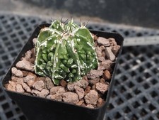 Astrophytum myriostigma fukury d'occasion  Laval