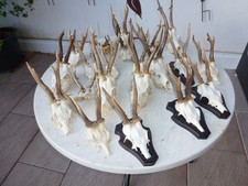 Rehgeweihe jagdtrophäe rehgeh gebraucht kaufen  Sonthofen