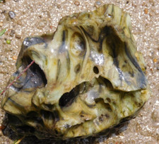 11.6oz light greenish for sale  Freeport