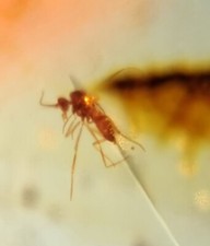 MA39  AMBAR FÓSIL con Mosquito, 99 millones años, cretácico Burmite. segunda mano  Embacar hacia Mexico