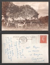 Richmond park deer for sale  LONDON