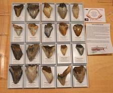 megalodon shark tooth for sale megalodon shark tooth for sale UK