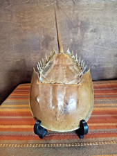 Horseshoe crab molt for sale  Saint Petersburg