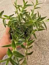 Pussy ears houseplant for sale  SLOUGH
