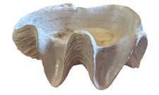 Clam seashell outdoor for sale  New River