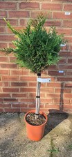 Cupressocyparis leylandii leyl for sale  SPALDING