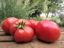 El tomate Escorpio es grande y audaz segunda mano  Embacar hacia Argentina