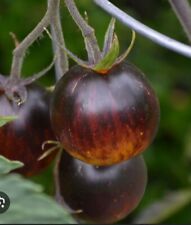 Stripes yore tomato for sale  Dayton