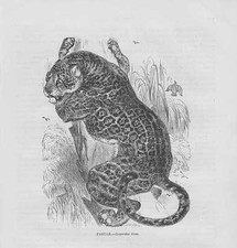 Gravura em madeira Jaguar Panthera Onca de 1863 comprar usado  Enviando para Brazil
