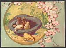 Ducklings chicks victorian for sale  Bella Vista