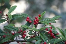Live prague viburnum for sale  USA