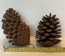 Large pine cones for sale  BOLTON