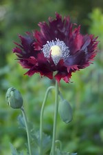 000 jimi purple for sale  Spring Branch