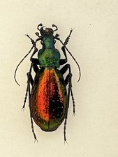 Carabus croesus orange d'occasion  Aulnay-sous-Bois