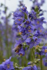 Polemonium blue pearl for sale  Hayden