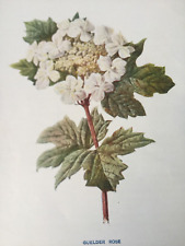 Guelder rose antique for sale  TORRINGTON