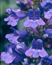 Pack penstemon heavenly for sale  UK